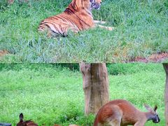 -杭州野生动物世界