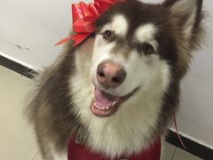 -艾贝尔宠物医院·24H转诊中心·肿瘤猫专科(江宁双龙店)