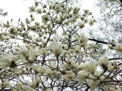 -菖蒲河公园