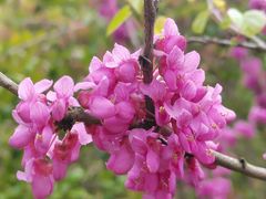-高东镇樱花园