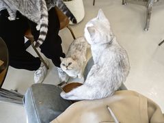 -共舞时光猫咖·狗咖(新街口店)
