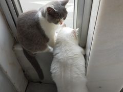 -猫儿山۰猫主题餐厅