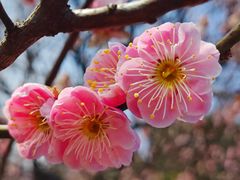 -梅花山(明孝陵内)