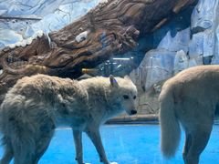 -泉城欧乐堡海洋极地世界