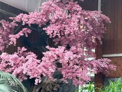 -南宫五洲植物乐园