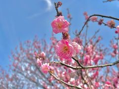 -梅花山(明孝陵内)
