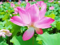 -莲花池公园