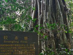 -中国科学院西双版纳热带植物园