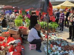 -中环花鸟鱼虫市场