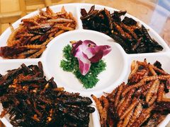 昆虫拼盘-醉云喃