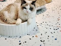 -喵喵咪呀布偶猫咖(春熙路店)