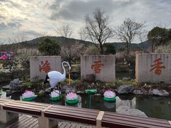 -香雪海