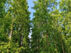 -黄海国家森林公园