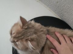 -琪喵猫屋·撸猫猫咖·猫舍