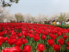 -顾村公园