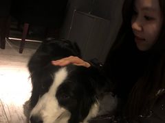 -百好乐宠物友好餐厅(朝外大街店)