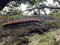 -普陀山慧济禅寺