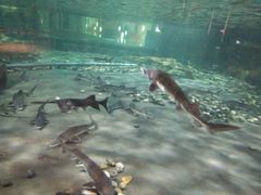 -绍兴梦享海洋公园