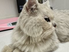 -艾贝尔宠物医院 ·中兽医·宠保定点(北门桥店)
