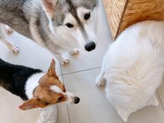 -怪兽屋·羊驼·猫咖·狗咖(俊华广场店)