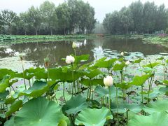 -东郊湿地公园