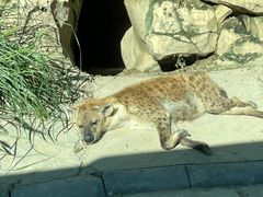 -北京野生动物园