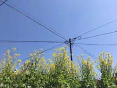 -桑洲油菜花景区