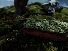苔藓-知亘茶食