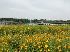 -海珠湖公园