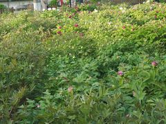 -莲花池公园