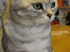 -平行世界·猫咖(首经贸店)