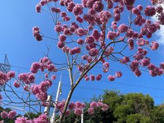 -深圳仙湖植物园