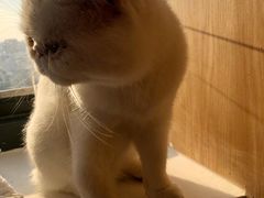 -猫腻·猫咖·撸猫馆(星光大道店)