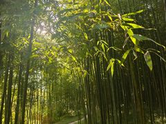 -黄海国家森林公园