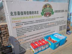 -大自然农场蔬菜草莓采摘园