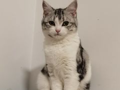 -欣宠猫屋·矮脚拿破仑·蓝金金渐层