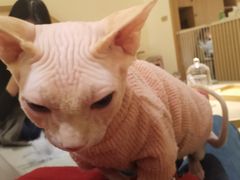 -猫腻·猫咖·撸猫馆(星光大道店)