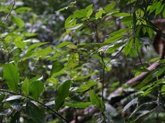 -莫里热带雨林景区