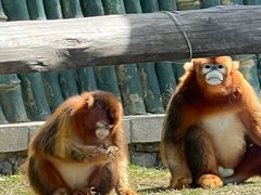 -大连森林动物园