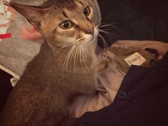 -猫大福·Fortune Cat猫舍(百子湾店)