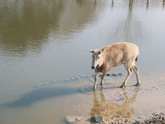 -日照海滨国家森林公园