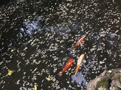 -广州兰圃