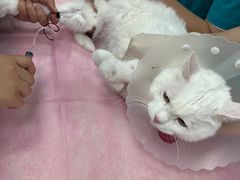 -北京观赏动物医院·24小时大型综合·猫专科·异宠专科
