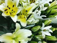 -金陵之星大酒店·中餐厅