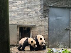 -都江堰中华大熊猫苑