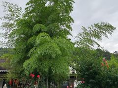 -呼吸森林·生态农庄农家乐私房菜