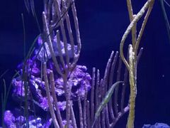 -西雅图水族馆