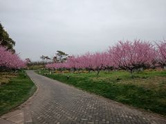 -上海海湾国家森林公园