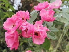 -深圳市中科院仙湖植物园