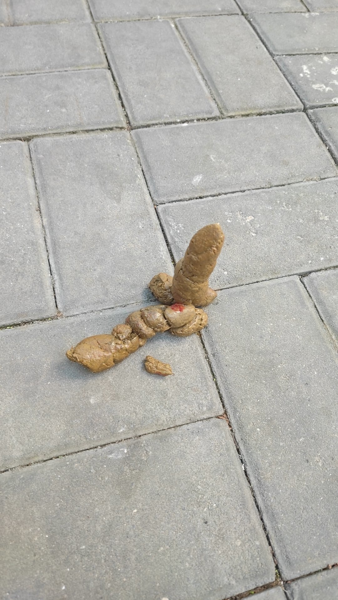 狗子大便带血可能由多种原因引起,以下是一